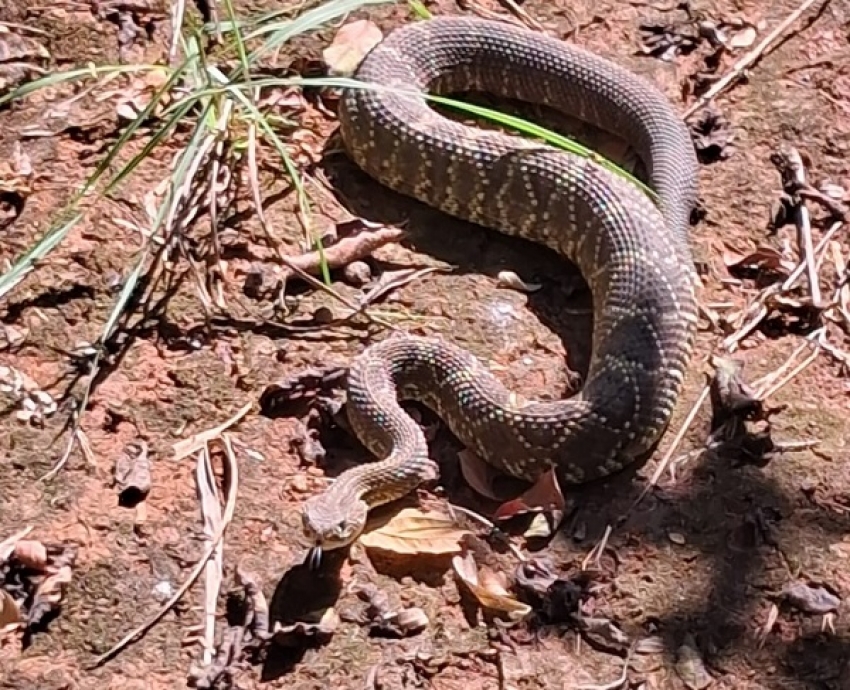 Serpente Cascavel aparece em Escola em Pedro Leopoldo