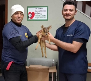 Filhote de cervo é resgatado em Doutor Lund e recebe cuidados especiais