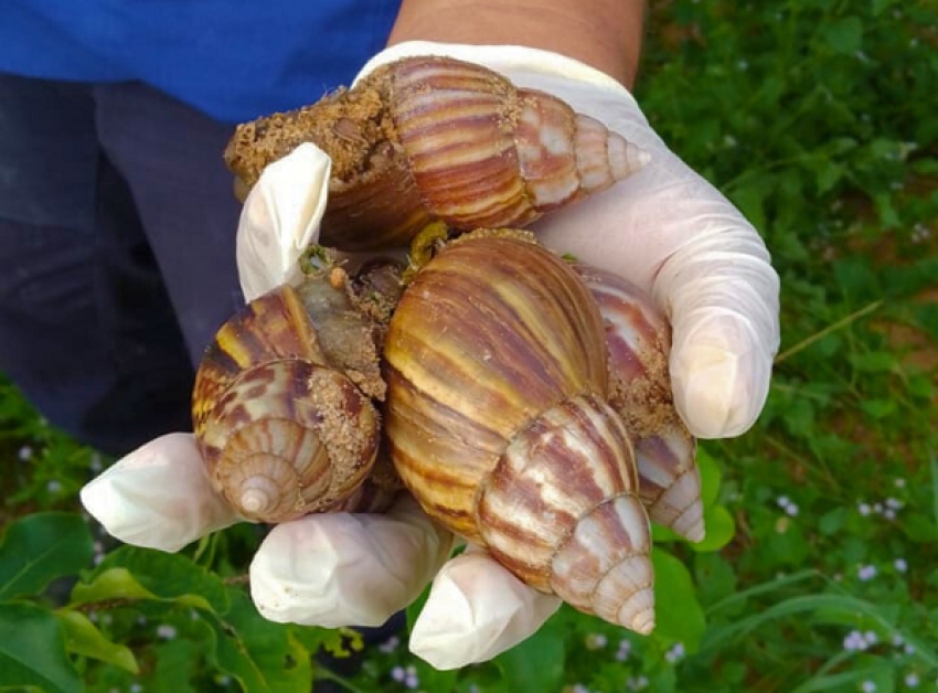 Caramujo Africano nocivo à saúde esta sendo encontrado em grandes quantidades em Lagoa de Santo Antônio