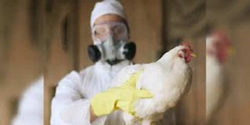 Ministério da Agricultura confirma primeiro foco de gripe aviaria