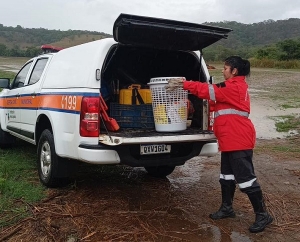 Defesa Civil captura gambá no bairro Magalhães