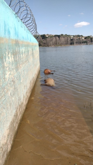 Duas capivaras são encontradas sem vida na lagoa, em Lagoa de Santo Antônio