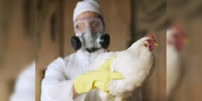 Ministério da Agricultura confirma primeiro foco de gripe aviaria